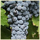 Cabernet Sauvignon