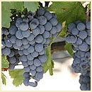 Malbec Grapes