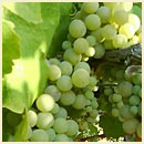 Viognier