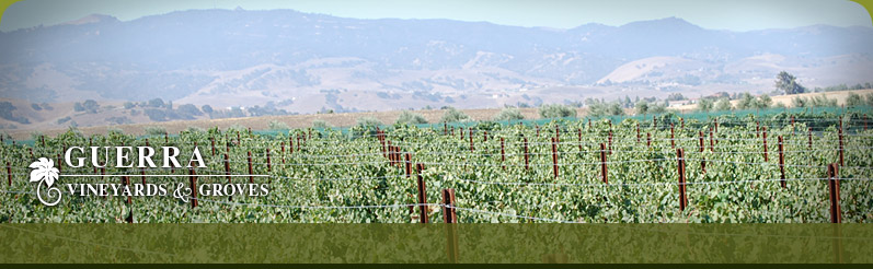 Guerra Vineyards & Groves