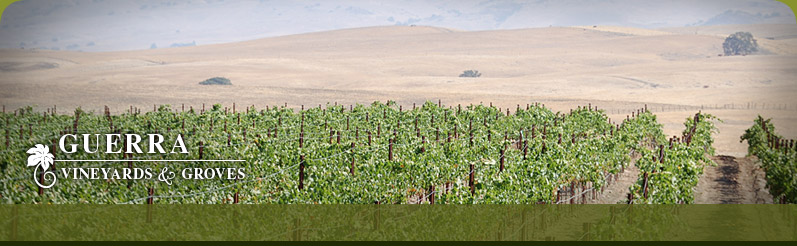 Guerra Vineyards & Groves