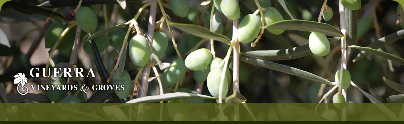 Guerra Vineyards & Groves - Olive Groves, Olive Oil