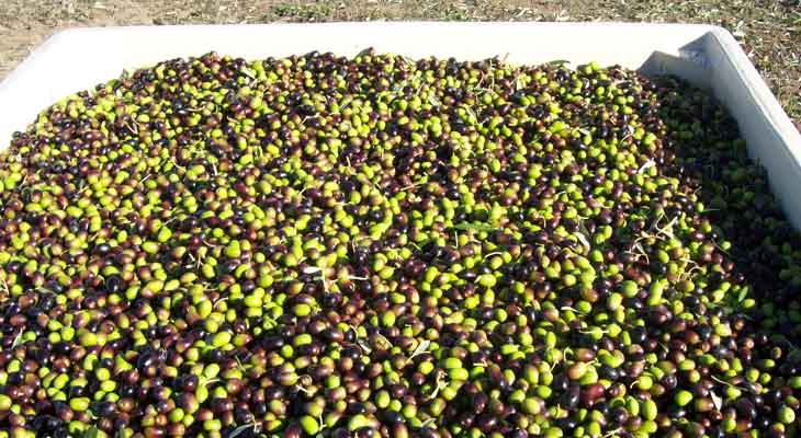 Guerra Vineyards & Groves