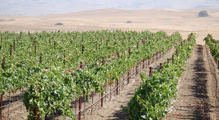 Guerra Vineyards & Groves