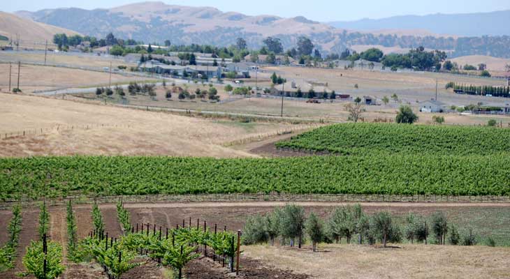 Guerra Vineyards & Groves