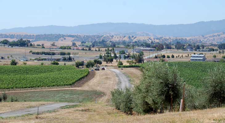 Guerra Vineyards & Groves