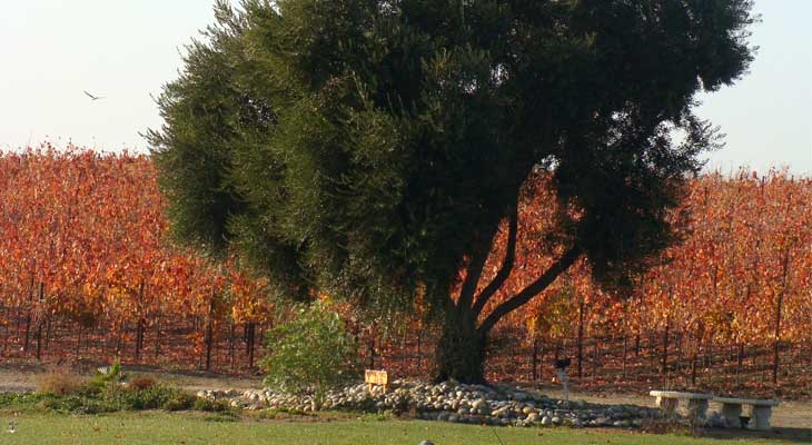 Guerra Vineyards & Groves